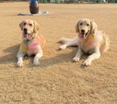 랩도그빌반려견전용캠핑장