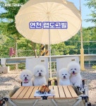 랩도그빌반려견전용캠핑장