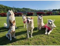 랩도그빌반려견전용캠핑장