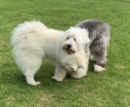 랩도그빌반려견전용캠핑장