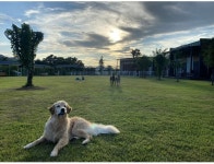 랩도그빌반려견전용캠핑장