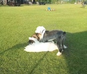 랩도그빌반려견전용캠핑장