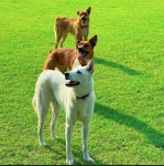 랩도그빌반려견전용캠핑장