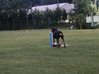 랩도그빌반려견전용캠핑장