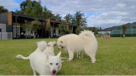 랩도그빌반려견전용캠핑장