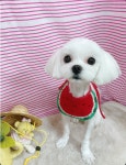 핑크언니PET샵