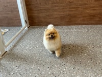 모랑펫살롱
