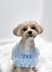 댕포유