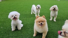 스토리멍 여수애견호텔 애견유치원