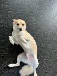 커밍퍼피