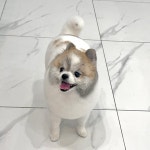 애플이네펫미장원