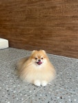 모랑펫살롱