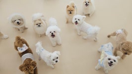 스토리멍 여수애견호텔 애견유치원