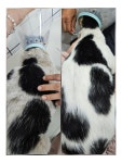 냥스터치 고양이 미용 & 호텔