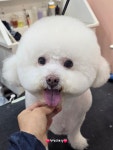 댕댕이뽀샵