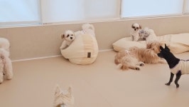 스토리멍 여수애견호텔 여수애견유치원