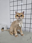 냥스터치 고양이 미용 & 호텔