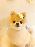 아몽