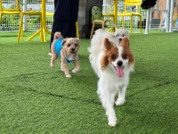 놀라운드 애견유치원 애견호텔 애견미용