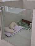 펫지살롱