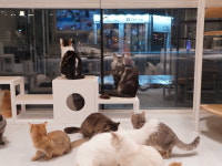 캣플헤븐 일산탄현점