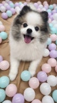 베리독하우스 애견유치원 & 애견호텔 부천점