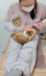 묘약고양이미용실