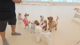 스토리멍 여수애견호텔 애견유치원