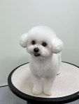 베리펫살롱