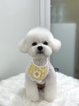 베리펫살롱