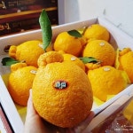 영남상회 칠성시장 과일도매 포도 거봉 샤인머스켓