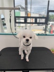 퍼피숑