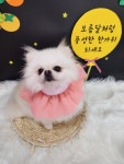 복이네도그살롱