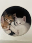 진도평화쉼터Nanas House
