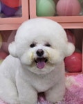 즐거운그루밍