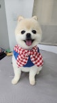 개이뻐 애견미용실