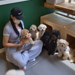 올케어댕 구래동 애견유치원 & 애견호텔 & 애견미용