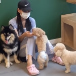 올케어댕 구래동 애견유치원 & 애견호텔 & 애견미용