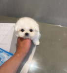 울산강아지분양 퍼피포유