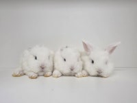 털뭉치즈