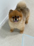냥이댕이