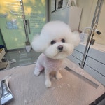 냥이댕이