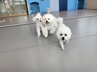 옐레드 애견유치원&애견호텔 고양덕은점