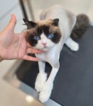 냥이댕이
