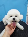 햅번독