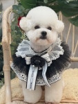 오몽 애견미용실