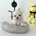 마이펫강아지분양고양이분양 대구점