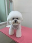 달코살롱
