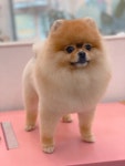오몽 애견미용실