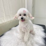 솔펫애견미용놀이터